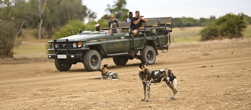 Two African wild dogs stand alert on a dry, sandy track in South Luangwa as a Lion Camp game drive vehicle pulls alongside, guests and guide watching the scene from the open vehicle above.