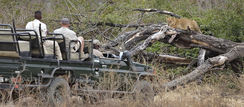 A lioness rests on a tangle of fallen timber in the South Luangwa bush while a Lion Camp game drive vehicle and its passengers observe quietly from close range in the dry undergrowth beyond.