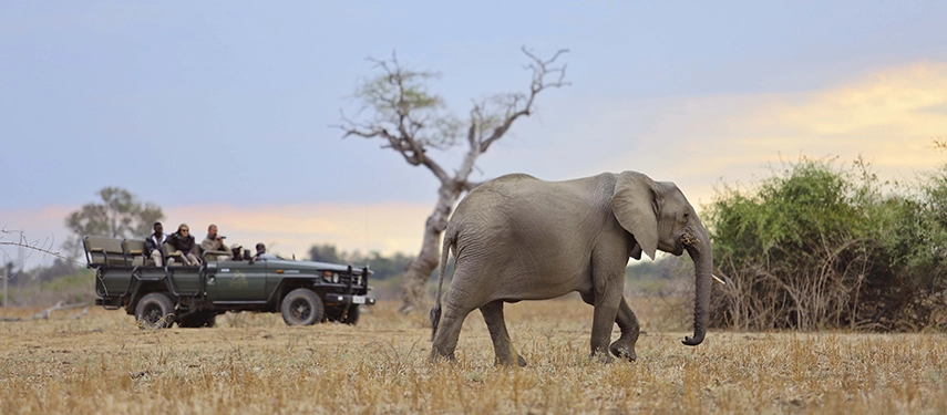 An elephant strides across open, golden grassland at dusk while a Lion Camp game drive vehicle and its passengers watch from a respectful distance, a bare-branched tree silhouetted against a pastel sky.