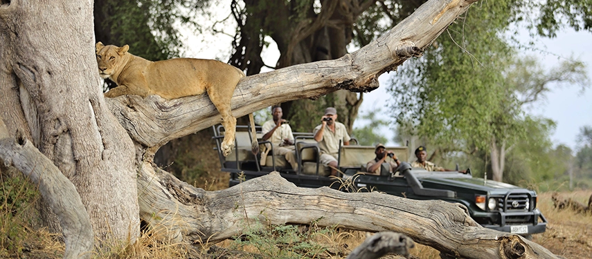 A lioness lies draped at ease across the angled trunk of a fallen tree in South Luangwa, while Lion Camp guests photograph her from an open game drive vehicle parked in the dappled shade behind.