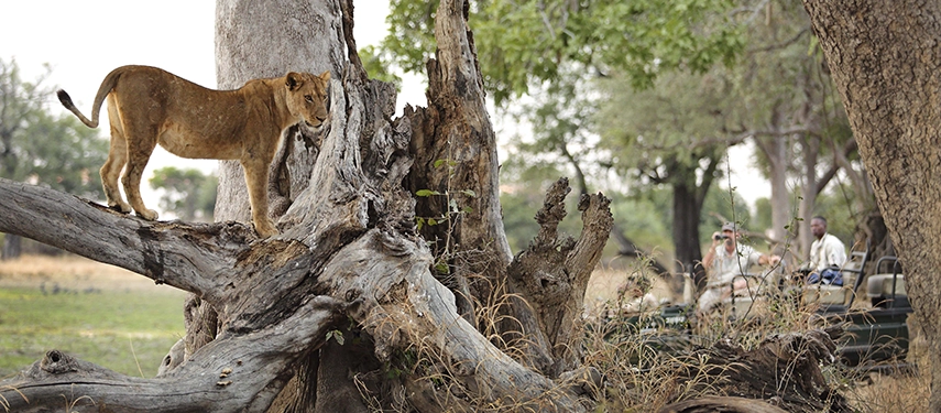 A young lioness stands alert on the twisted, weathered trunk of a dead tree in South Luangwa National Park, with Lion Camp guests observing quietly from a game drive vehicle below.