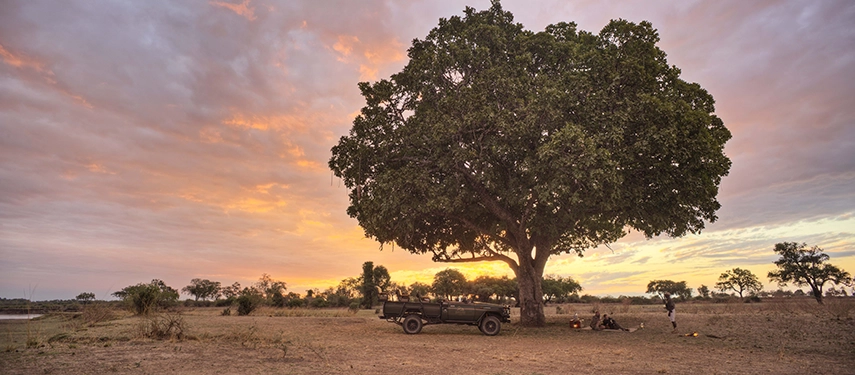 At the close of a game drive, guests and guides gather beneath a broad tree on the open South Luangwa plains as the horizon glows deep pink and orange, the camp vehicle parked alongside.