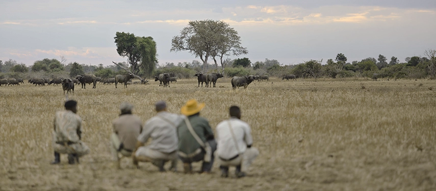 A walking safari party crouches low in open grassland, watching a large herd of buffalo graze across the South Luangwa floodplain under a wide, cloud-filled sky.