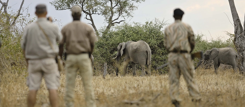 Three figures — a guest and two guides — stand in the South Luangwa bush observing two elephants moving through dry scrub at close quarters, the scene captured from behind on a guided walking safari.