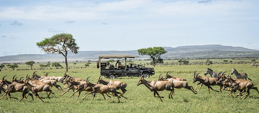 A herd of topi races across the open plains of the Western Serengeti as a safari vehicle observes from a respectful distance during a game drive.