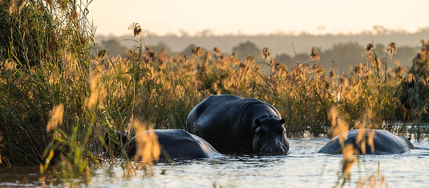 Hippos surface quietly among reeds along the Zambezi River, highlighting the rich wildlife encountered during river safaris from Mukwa River Lodge.