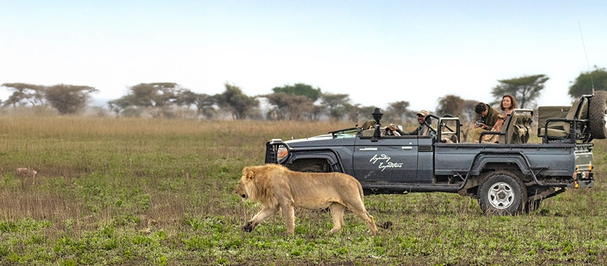 A guided game drive near Nyasi Tented Camp encounters a lion on the open plains, highlighting the exceptional wildlife of the Lamai Wedge.