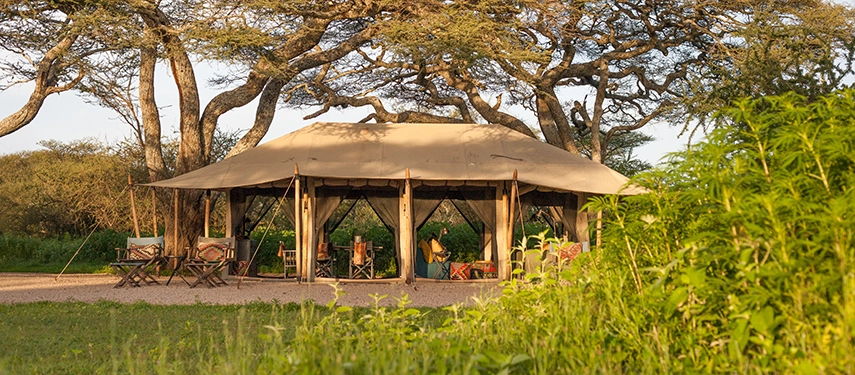 The combined lounge and dining area at Nyasi Tented Camp is set beneath canvas and acacia trees, blending comfort with an open wilderness setting.