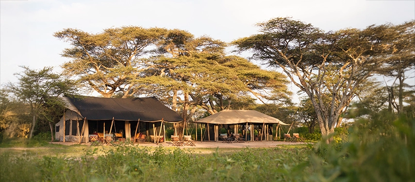 Relaxation areas at Nyasi Tented Camp are arranged beneath trees and canvas, offering shaded seating immersed in the Serengeti landscape.