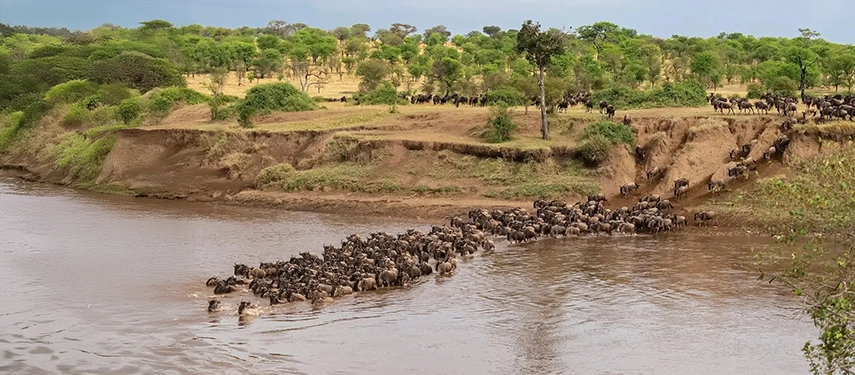Wildebeest cross a river during the Great Migration, capturing one of the most dramatic wildlife spectacles of the northern Serengeti.