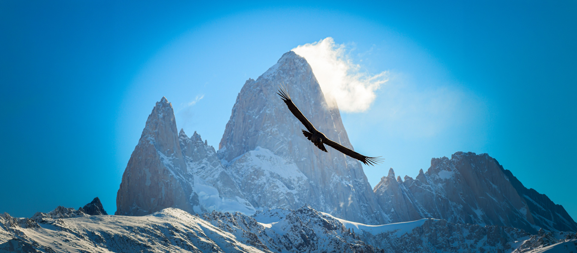 An Andean condor soars with wings fully spread against a deep blue sky, the jagged snow-covered granite spires of Mount Fitz Roy rising dramatically behind, El Chaltén, Patagonia, Argentina.