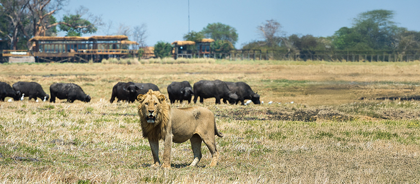 A lion standing alert in the Busanga Plains with buffalo grazing behind