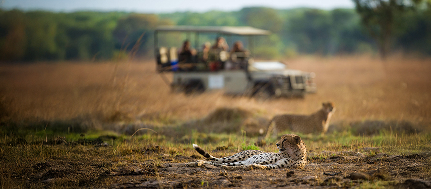 Game drive viewing of cheetahs on the move across the golden savannah near Shumba Camp