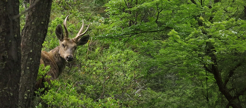 Wild deer peering through lush green forest foliage in Patagonia.
