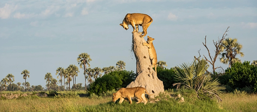 Two lionesses and a cub scale and circle a tall termite mound in open floodplain country, with fan palms and Delta woodland stretching across the horizon behind them.