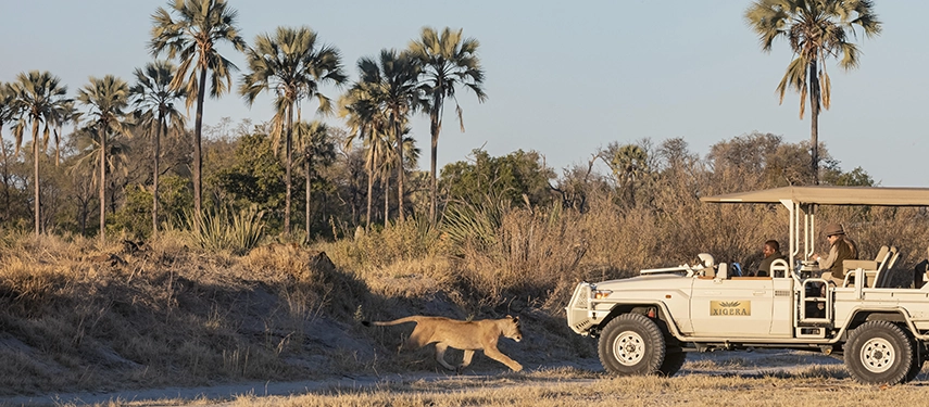 A lioness bounds across a dry sandy riverbank directly in front of a Xigera game drive vehicle, with fan palms rising against a clear blue sky behind her.