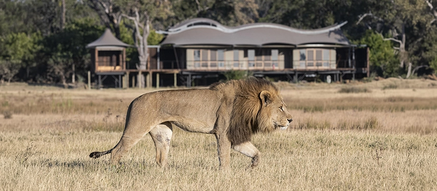 A male lion strides across dry golden floodplain grass in the foreground, with the distinctive wave-shaped roofline of Xigera Safari Lodge's main area visible among the trees behind him.