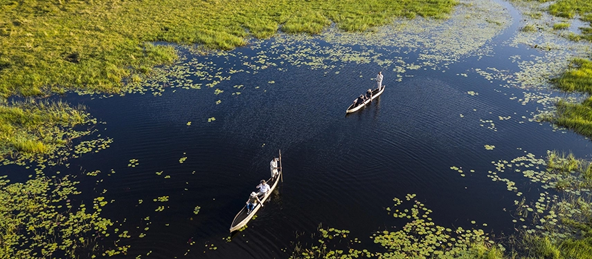 An aerial view of two traditional mokoros being poled through dark, lily-covered channels of the Okavango Delta, their wakes cutting twin lines through the deep still water.