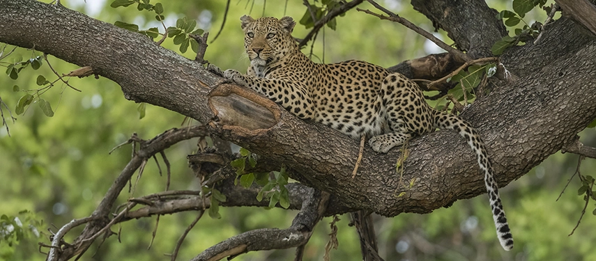 A leopard rests across the broad branch of a tree, gazing alertly into the distance, its spotted coat vivid against a background of dense green Delta foliage.