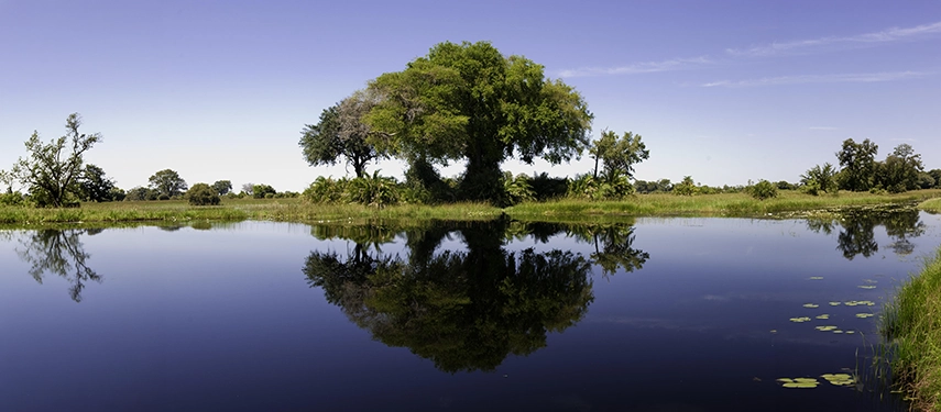 A large fig tree and surrounding woodland reflected with perfect symmetry in the still waters of an Okavango Delta channel, beneath a clear deep-blue sky.