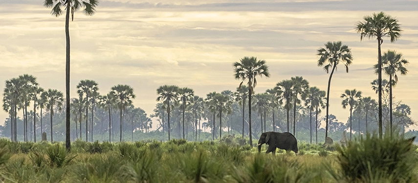 A solitary elephant walks through lush green floodplain vegetation beneath a row of tall palm trees, silhouetted against a soft, cloud-streaked sky at dusk.