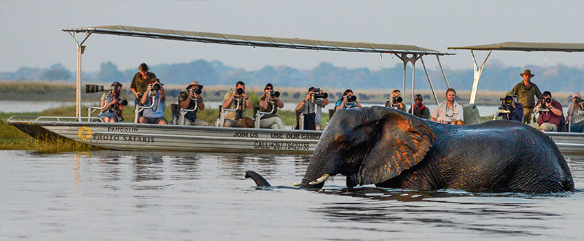 A group of tourists on a wildlife photography safari capture images of an elephant in the Okavango Delta