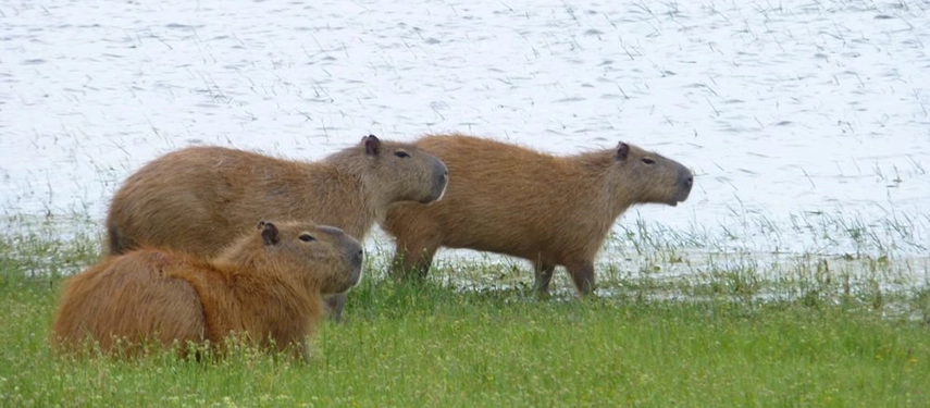 Three capybaras grazing beside the wetlands at Estancia Don Joaquín.