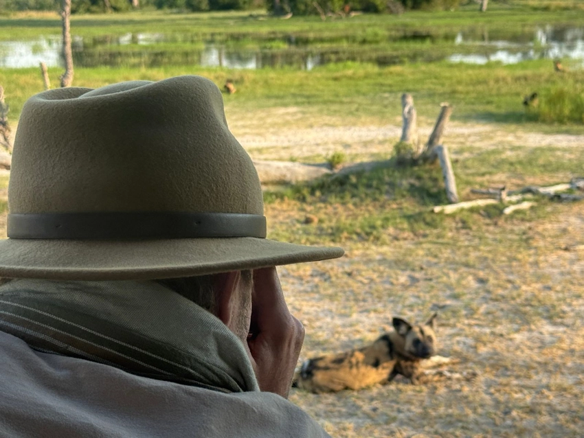 A safari guide quietly observes African wild dogs resting near camp, highlighting close yet respectful wildlife encounters in Botswana.