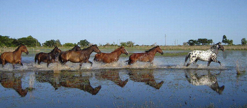 Herd of horses running through water under bright blue skies at Estancia Don Joaquín.