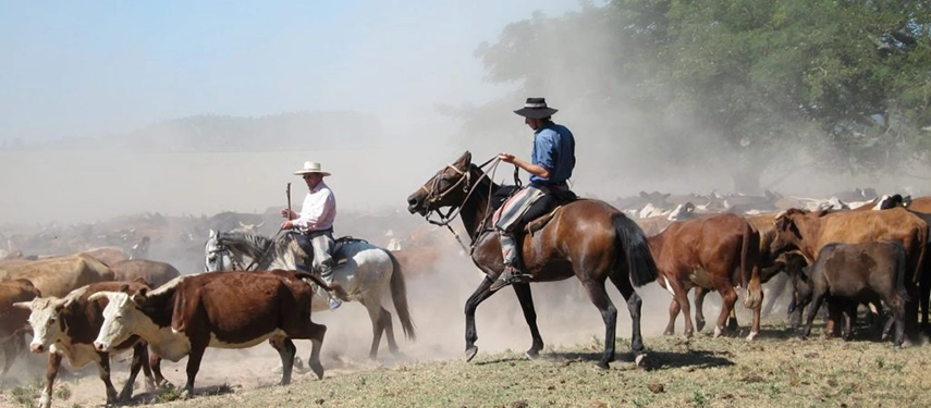 Gauchos on horseback herding cattle through a dusty paddock at Estancia Don Joaquín.