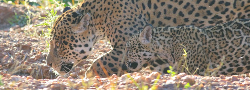 Jaguar and cub in Brazil