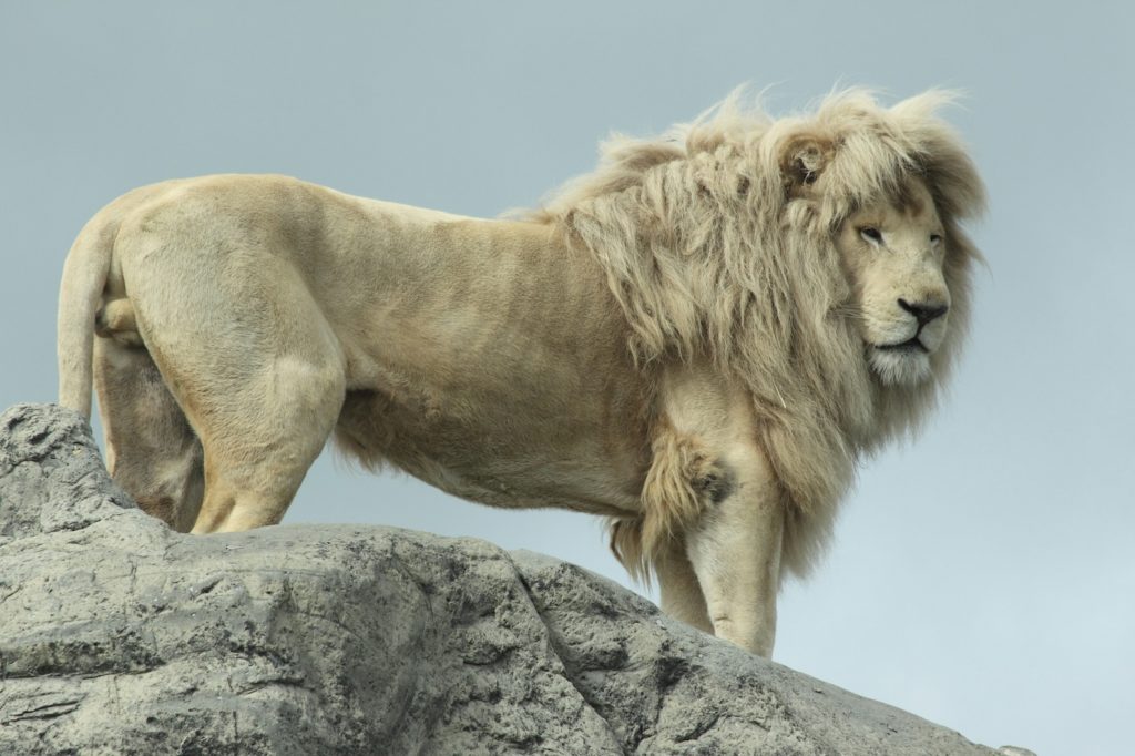 A white lion spotted in Timbavati on a big cat safari