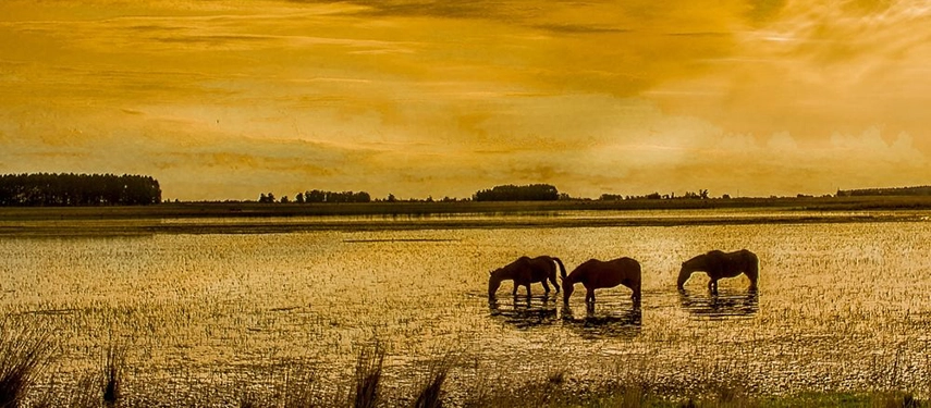 Three horses grazing in golden light across flooded grasslands at Estancia Don Joaquín.