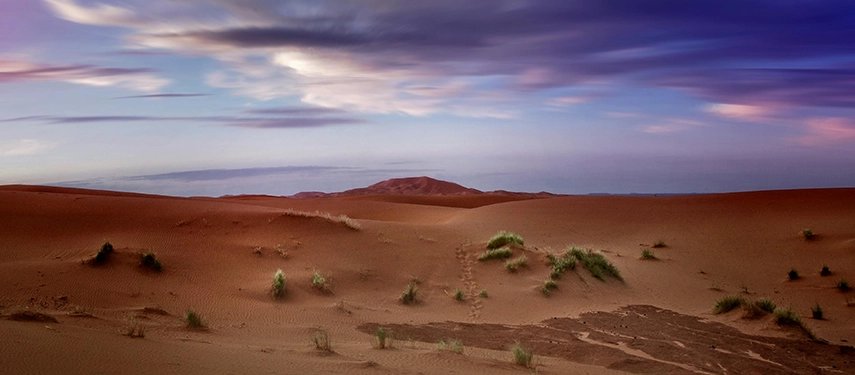 Soft light over red sand dunes dotted with desert grass in Morocco’s Erg Chebbi.